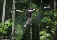 روکو، ربات امدادگر میمون‌نما+تصاویر