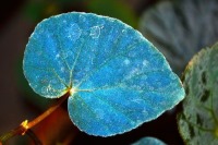 کشف معمای رنگ آبی برگ یک گیاه