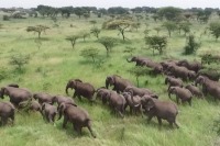 پهپادها ناجی فیل‌ها می‌شوند