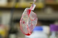 محققان از برگ اسفناج بافت قلبی ساختند + تصاویر