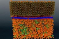 اولین تصویر  از سلول زنده غشایی در مقیاس نانو