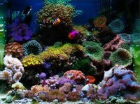 مرجانهای آکواریوم سمی و عامل انتقال عفونت به انسان است