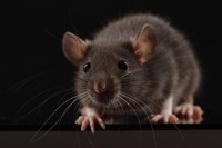 موش‌های نر و ماده چگونه با ترس مواجه می‌شوند؟