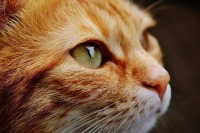 "گربه"، کشنده‌ترین "سرطان زنانه" را درمان می‌کند!