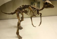کشف بقایای دایناسور «نوک اردکی» در چین