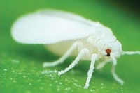 آیا پشه‌های سفید برای انسان‌ها خطرناک هستند؟