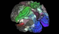 دقیق‌ترین نقشه مغز انسان رونمایی شد