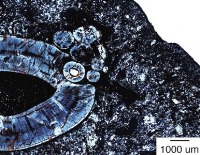 کشف نادر یک تومور در فسیل جانور 255 میلیون ساله