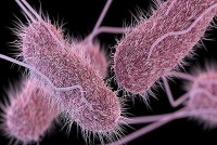 فهرست باکتری‌های مقاوم به آنتی بیوتیک‌ها منتشر شد