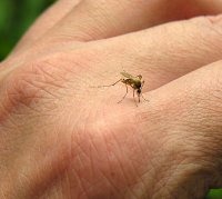 پیشگیری از گزش پشه و سایر حشرات