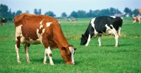 گاوها به محققان در درمان ایدز کمک می‌کنند!