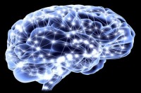شناسایی سلول‌های مغز کنترل کننده پیری