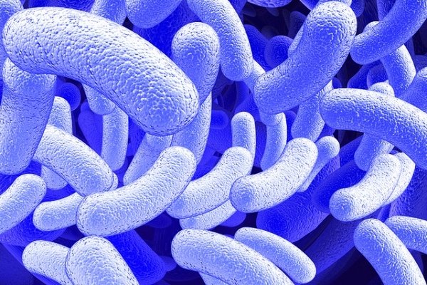 برای نجات جان انسانها؛ مخزنی جهانی از میکروب‌ها ساخته می‌شود