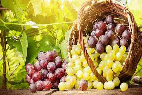 انگور به پیشگیری از سرطان ریه کمک می‌کند