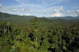 کشف آنتی بیوتیک جدید در جنگل‌های گرمسیری