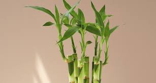 با خواص درمانی گیاه بامبو آشنا شوید