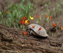 بوسه پروانه‌ها بر اشک لاک‌پشت‌ها+ تصاویر