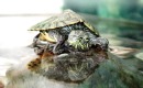دوربین شما -  به سخت‌کوشی یک لاک‌پشت