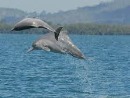 تهدید فعالیت‌های نفتی برای نادرترین دلفین جهان