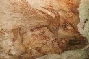 کشف قدیمی‌ترین نقاشی سنگی انسان در جهان