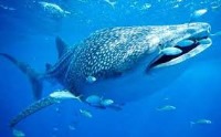 بزرگ‌ترین جانوران دریایی چه‌قدری هستند؟