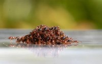 چگونگی زنده ماندن مورچه‌ها در برابر سیل