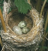 چرا پرندگان تخمگذارند؟