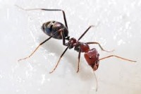 مورچه‌ها غذای شور را ترجیح میدهند!