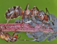 نیمی از مورچه‌ها تنبل هستند!