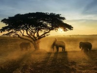 عکس : وقتی فیل‌ها گرد و خاک به پا می‌کنند!
