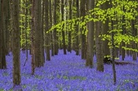 گل‌های ناقوس آبی در جنگل آبی بلژیک
