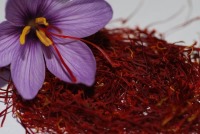 تولید 94 درصد زعفران دنیا در ایران