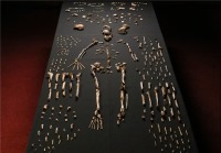 کشف استخوان گونه جدیدی از انسان مربوط به 2.8 میلیون سال قبل