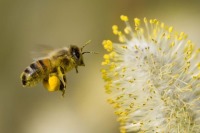 زنبورهای عسل هم احساس دارند/ غذای خوب، حال خوش