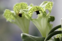 کشف گیاهی که مگس‌ها را با بوی زنبور گول می‌زند