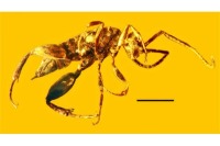 کشف نمونه عجیب از زنبور بدون بال در یک کهربای 100 میلیون ساله