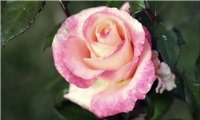 ژن اصلی عطر گل رز کشف شد