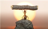 اگر مورچه هم‌قد انسان بود باسرعت 83 کیلومتر بر ساعت راه می‌رفت