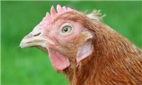 کشف راز ساختار سلولی چشمان پیچیده مرغ