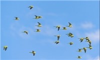 چرا دسته پرندگان هنگام پرواز به یکدیگر برخورد نمی‌کنند