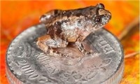 کشف کوچک‌ترین قورباغه‌های جهان