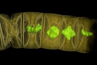 قدیمی‌ترین فسیل گیاهی کشف شد