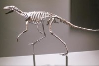 چگونه دایناسورها یاد گرفتند روی دوپا راه بروند؟