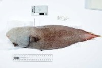 ماهی بدون صورت در استرالیا کشف شد