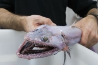 مارمولک ماهی ،عمیق‌ترین شکارچی اقیانوس ها