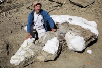 اسکلت 76 میلیون ساله یک دایناسور شناسایی شد