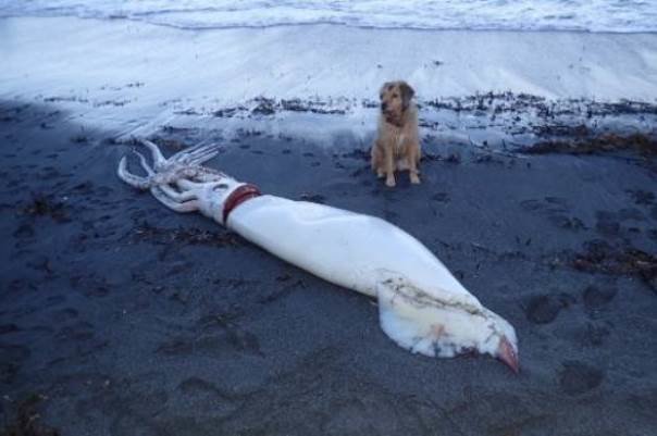 لاشه ماهی 4.5 متری در سواحل نیوزلند کشف شد