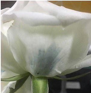 اولین گل رز آبی جهان تولید شد + تصویر