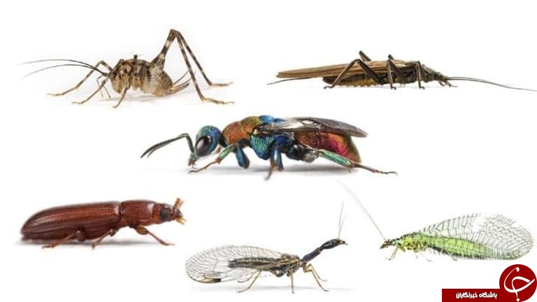 حشرات چطور راه خانه شان را پیدا می‌کنند؟