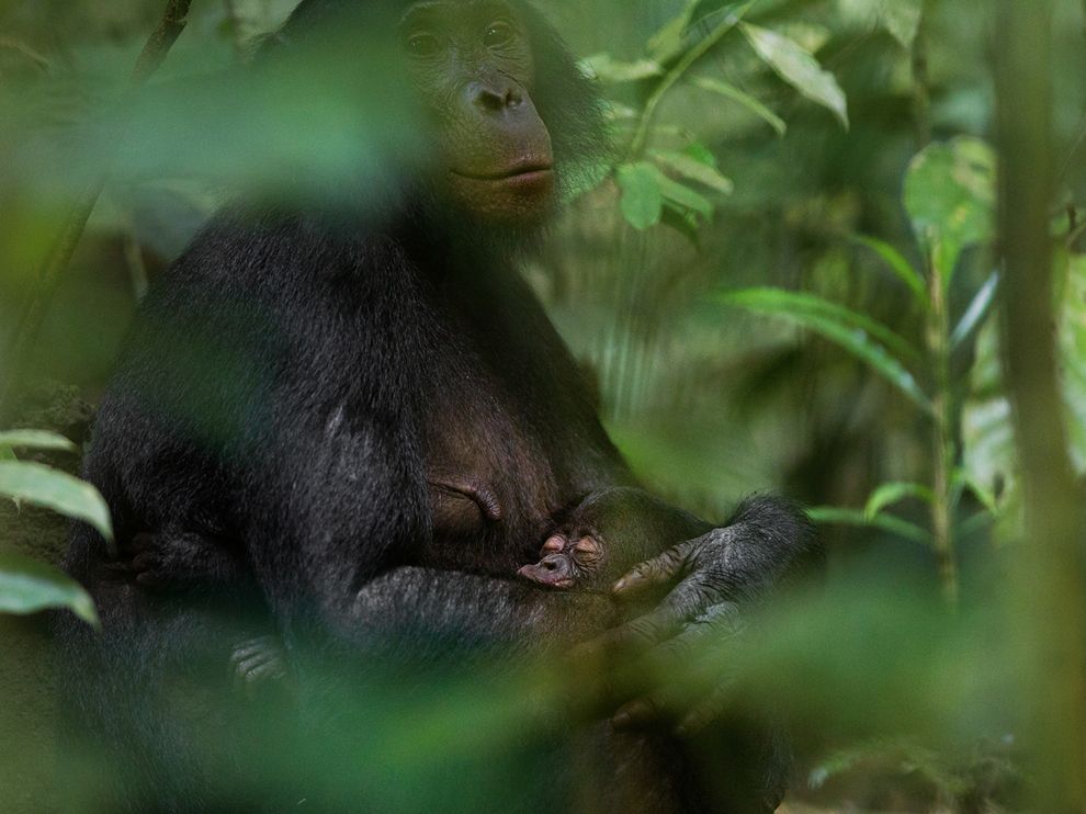 هیجان میمون‌ها در حیات وحش (گزارش تصویری)